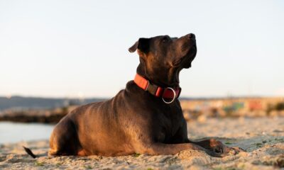 Dog Collars