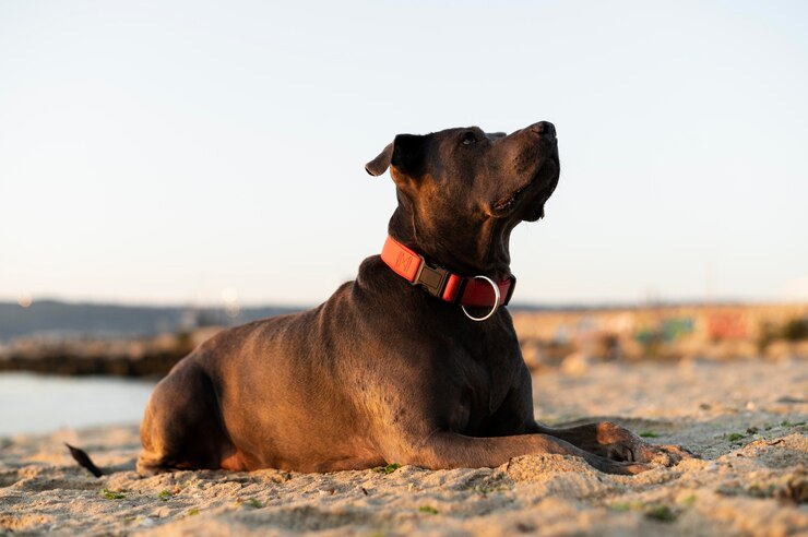 Dog Collars