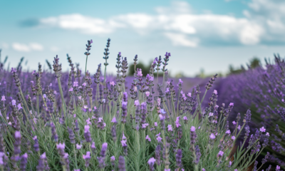 Lavender Focal Point: